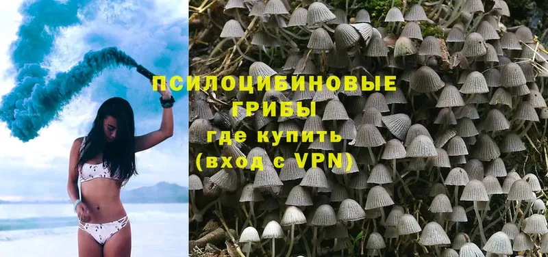 Галлюциногенные грибы Psilocybine cubensis  Ливны 